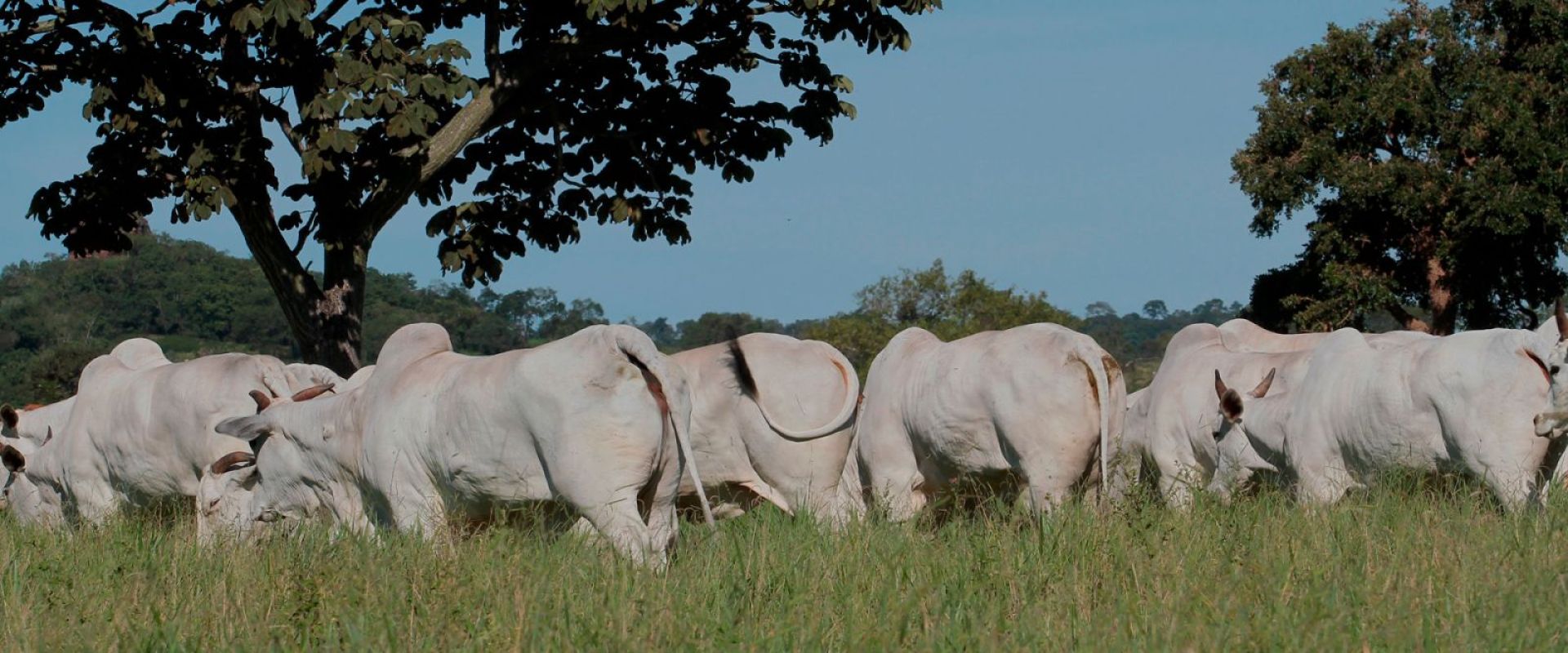 Garantia de alta produção e rentabilidade