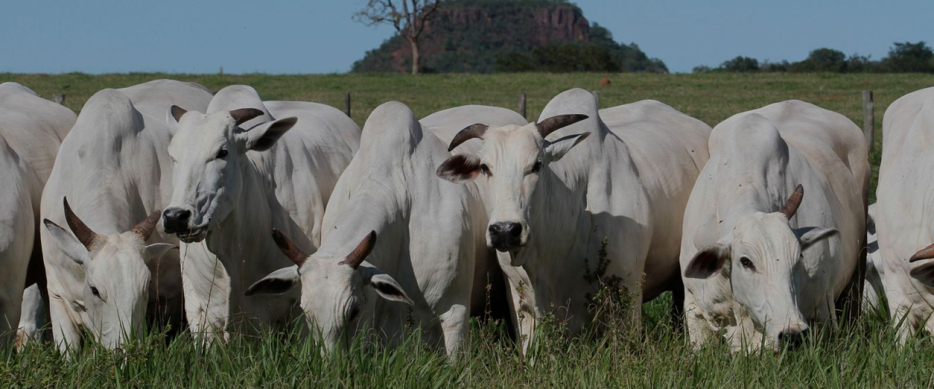 Habilidade Maternal e Fertilidade