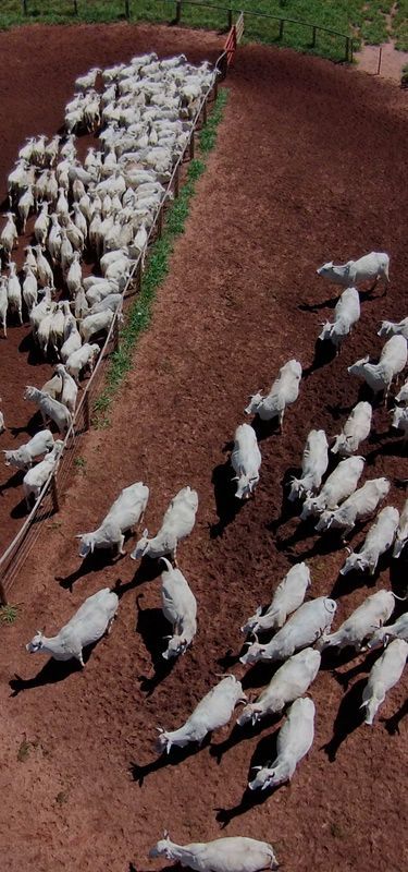 Manejo e uso de tecnologias