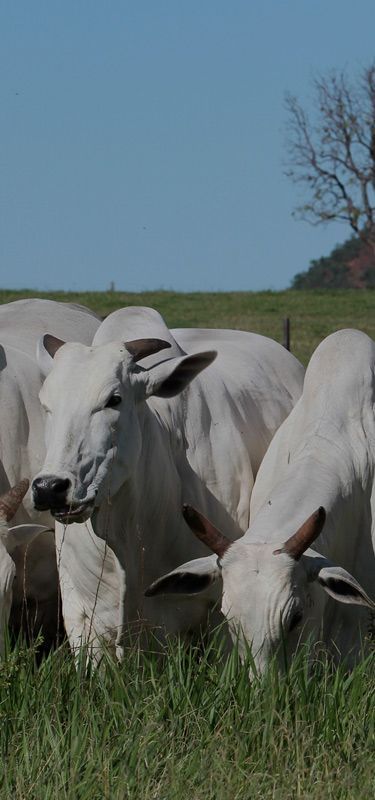 Habilidade Maternal e Fertilidade