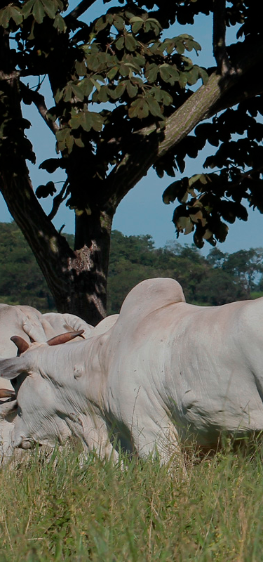 Garantia de alta produção e rentabilidade