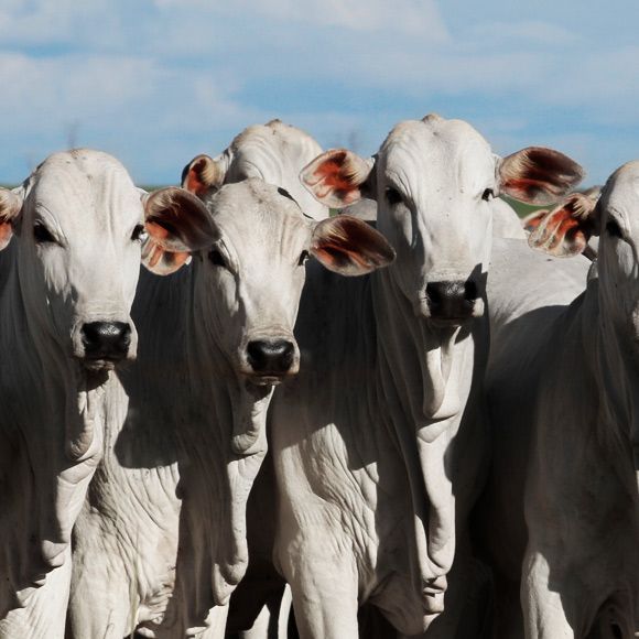 Bezerro de Qualidade